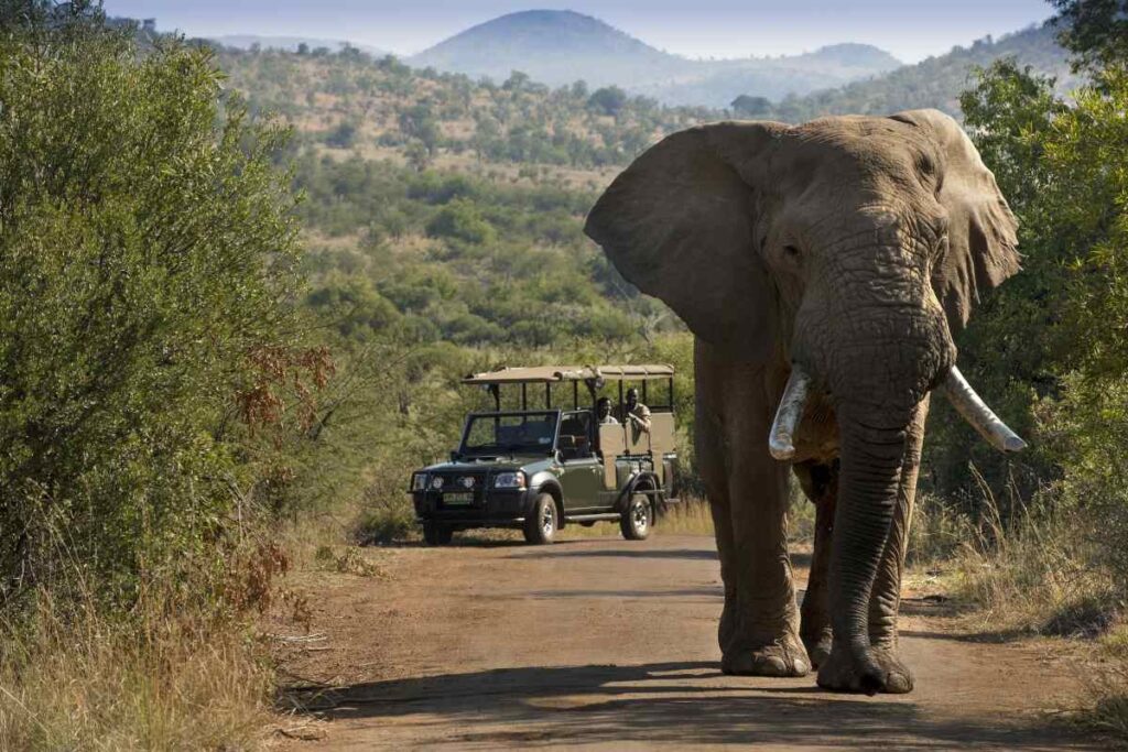 an elephant walking in front of a safari vehicle on a dirt road with tourists aboard