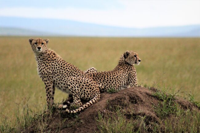 two cheetahs sitting on a mound