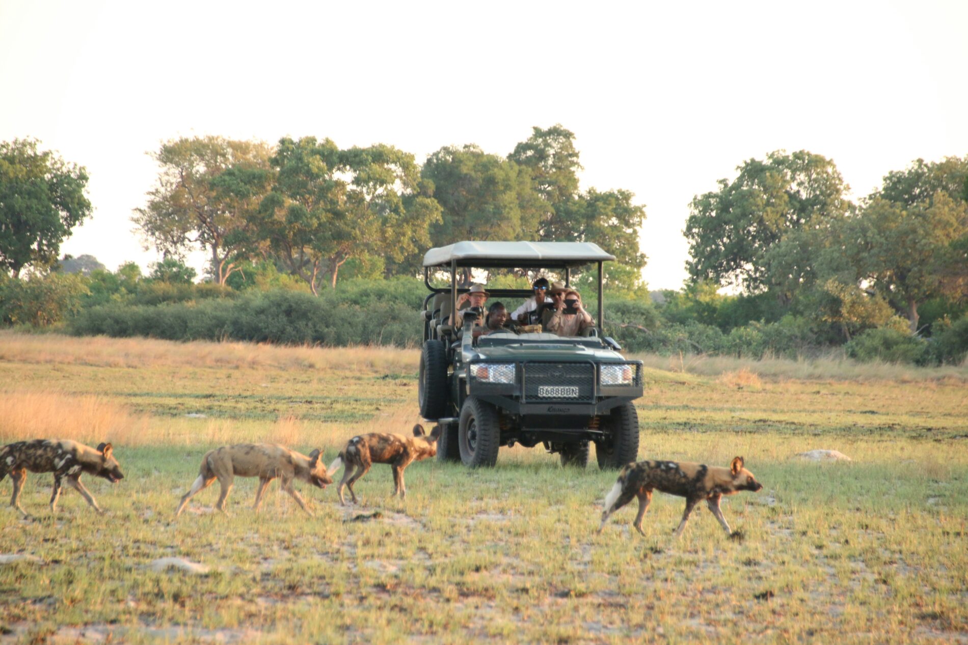 four african wild dogs walking in front of a safari vehicle