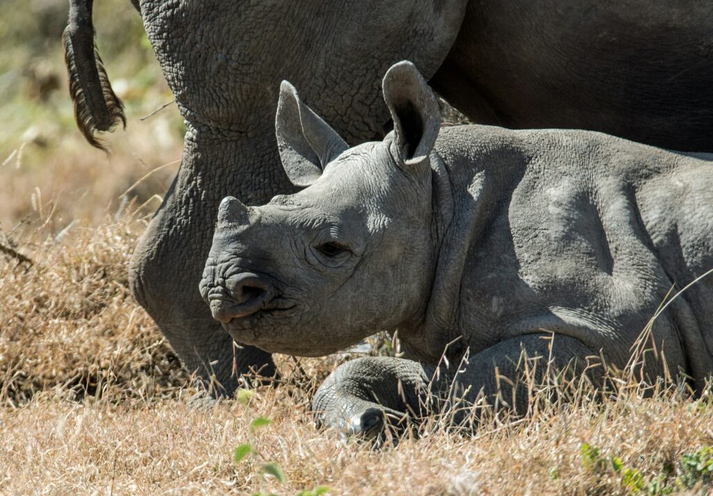 Baby rhino lies next to its mother.