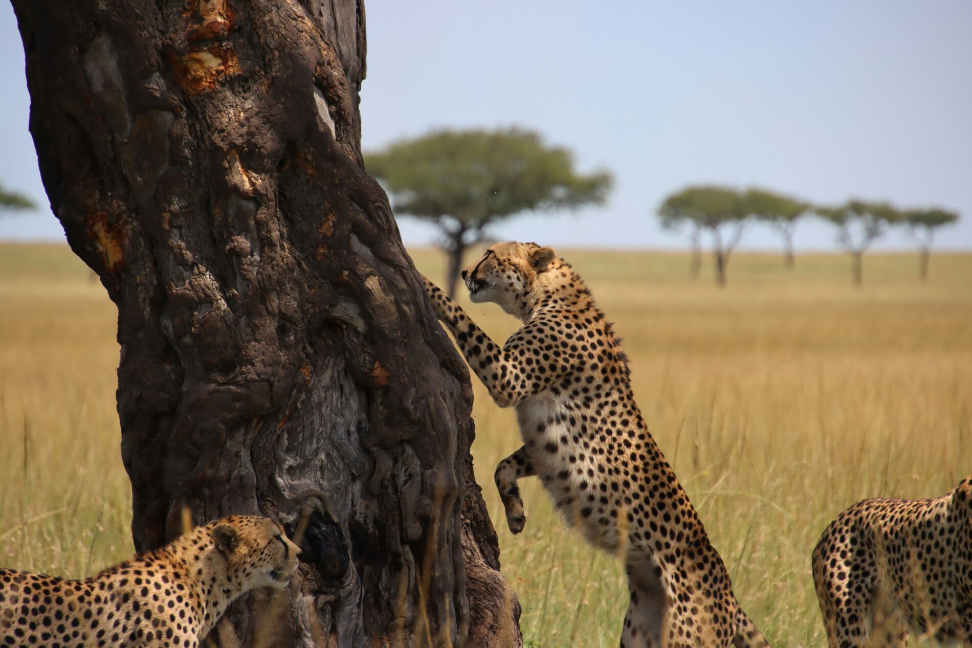a cheetah standing with its front paws up against a tree out in the bush