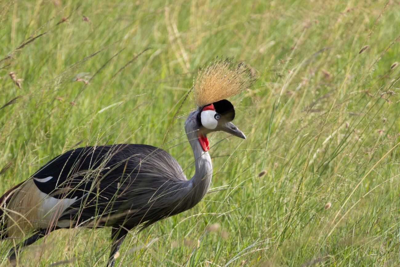 a crowned crane standing on the grass