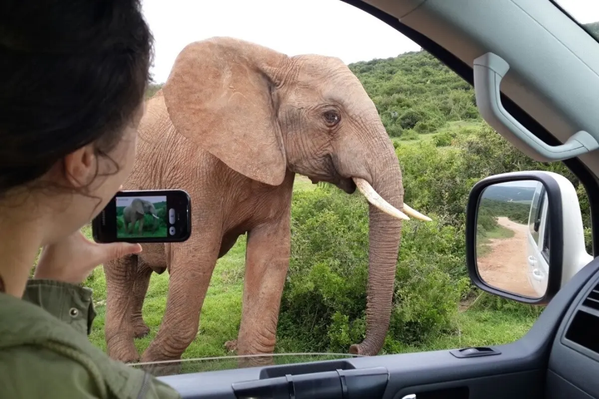 garden-route-elephant-window