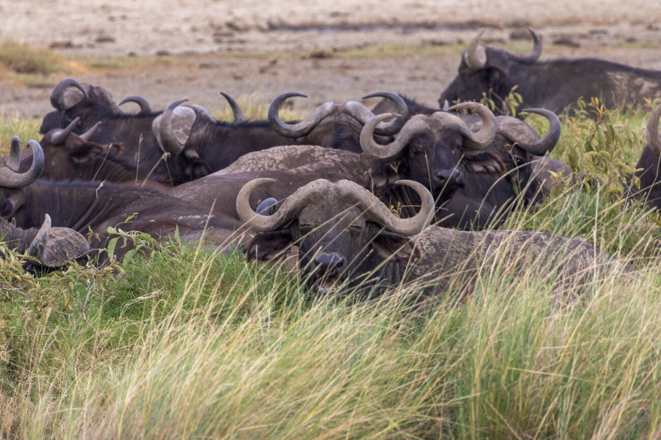 a heard of buffalos lazing in the grass while the front buffalo is yawning