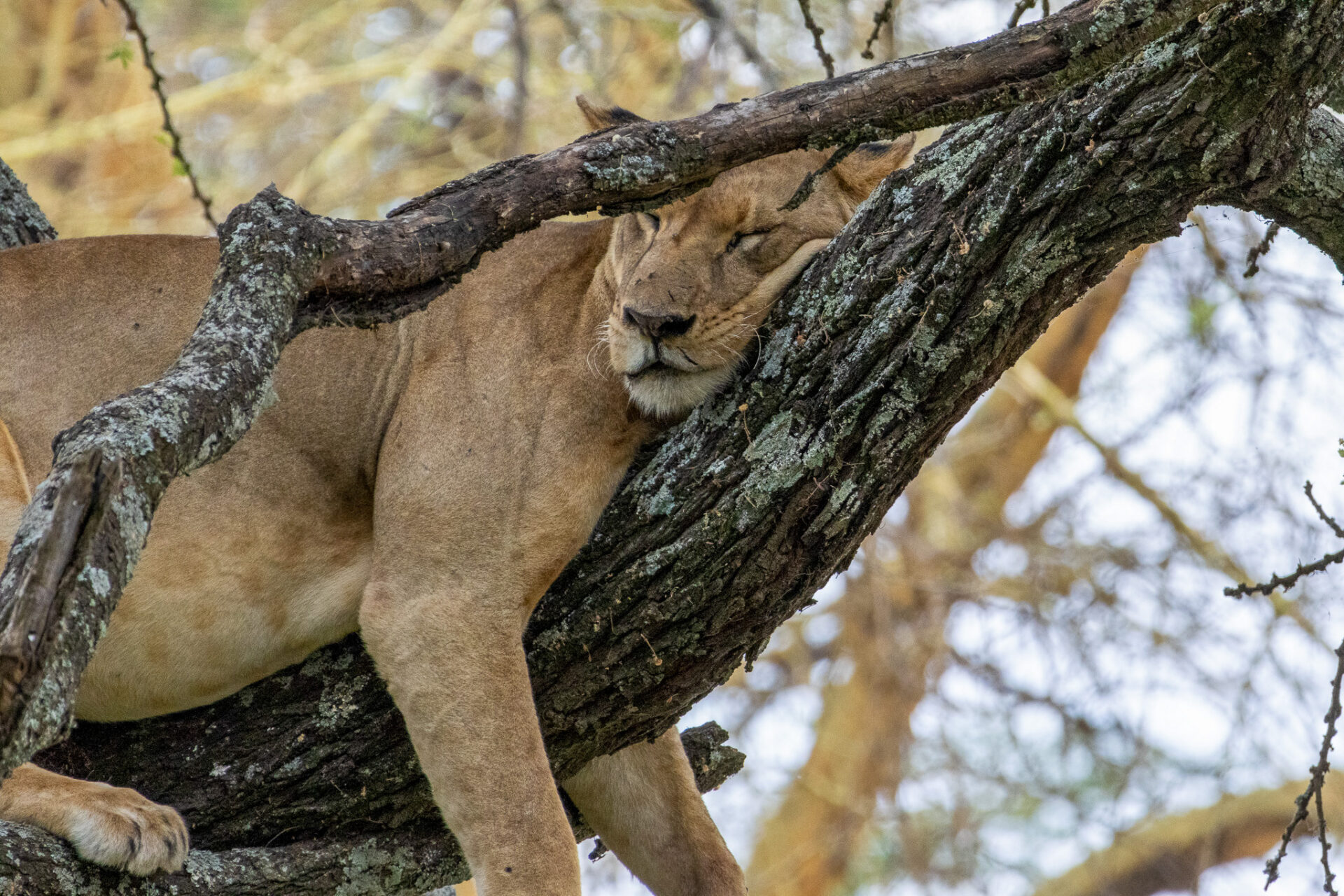 a lioness lazily sleeping in a tree