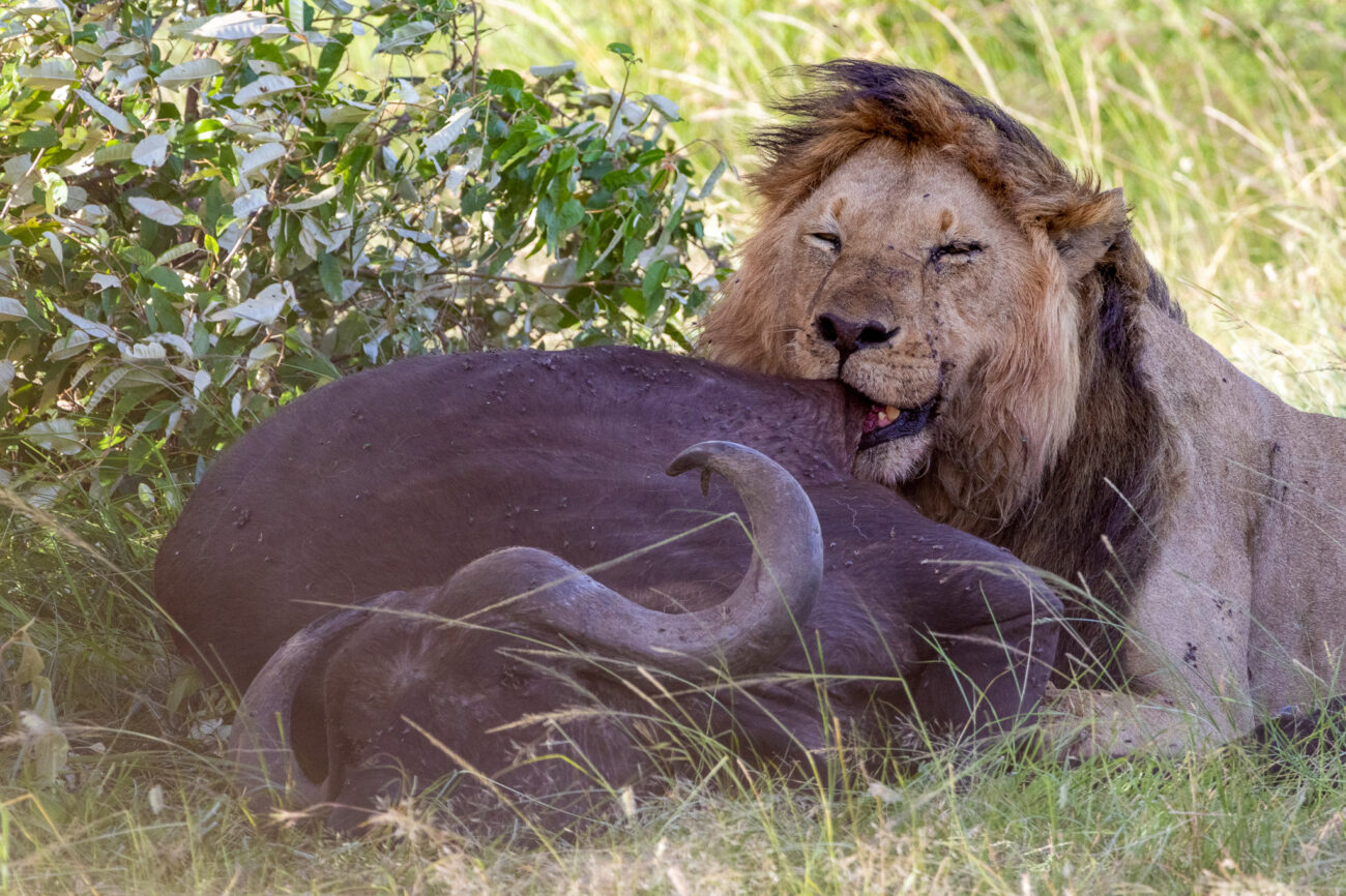 a lion happily eating a buffalo while lying down