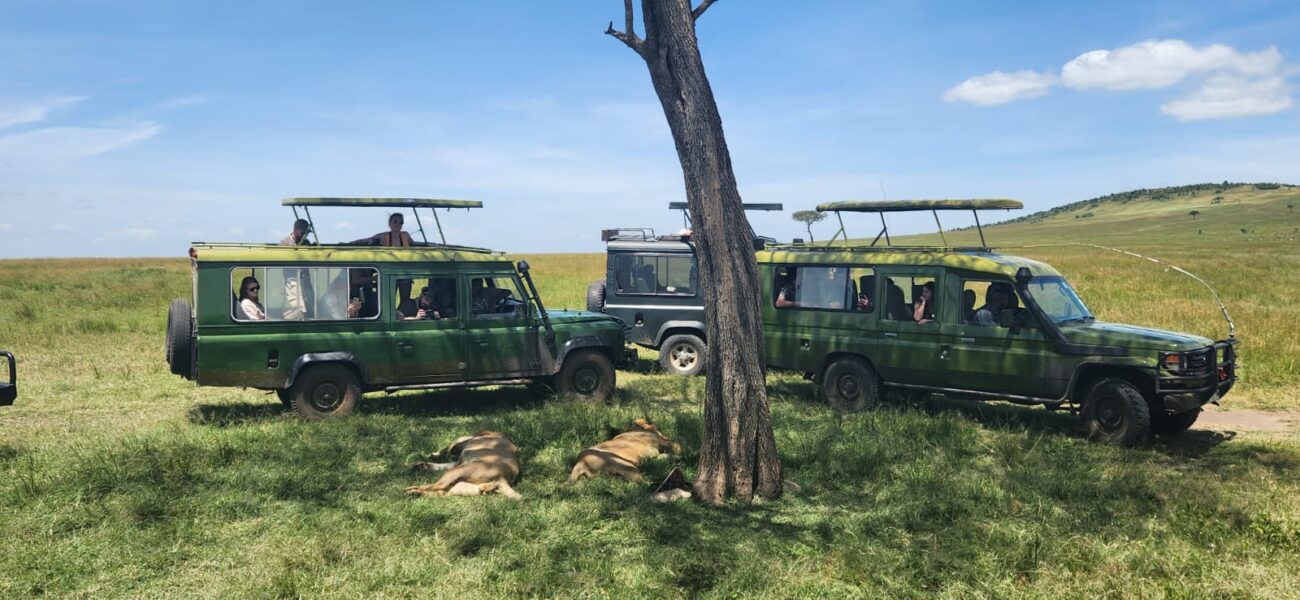 three safari vehicles filled with tourists out on a game drive with two lions sleeping in the grass