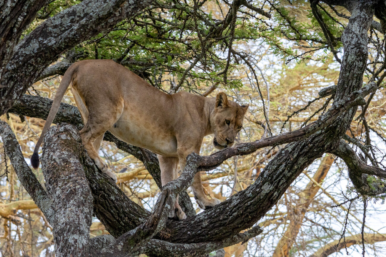 a lioness in a tree