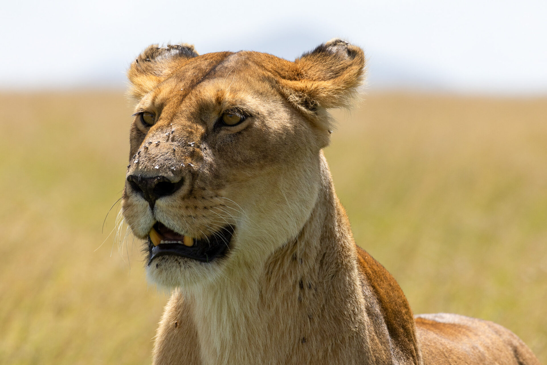 close up of a lionesses head with flies sitting on its nose
