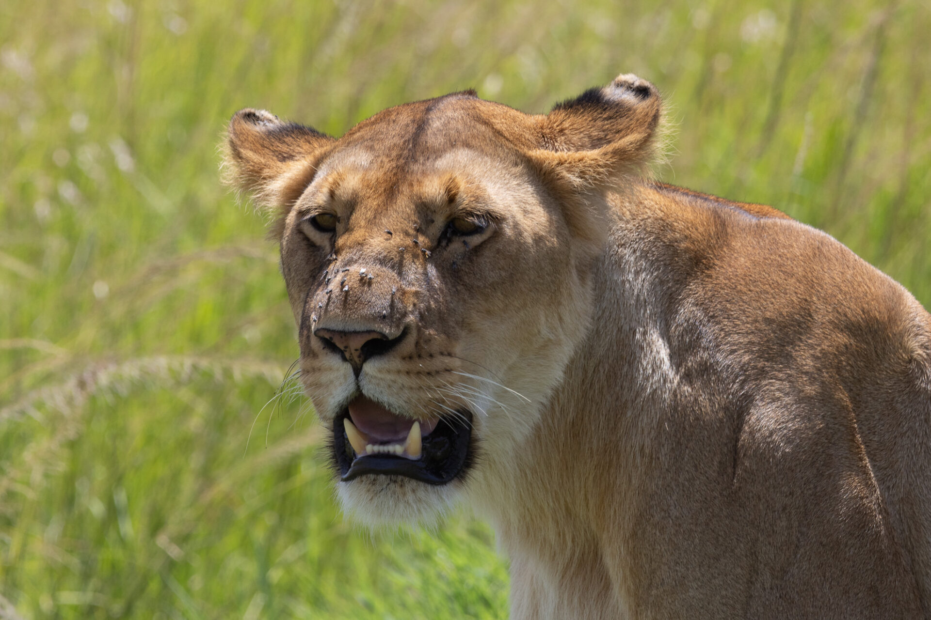 close up of a lionesses face with flies sitting on its nose