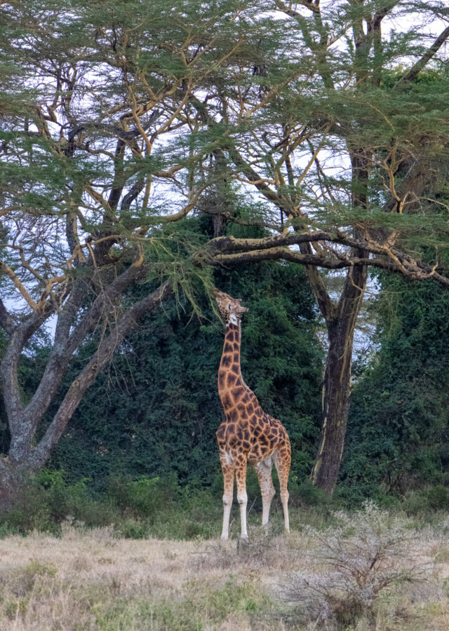 a giraffe reaching up to eat out of a tree