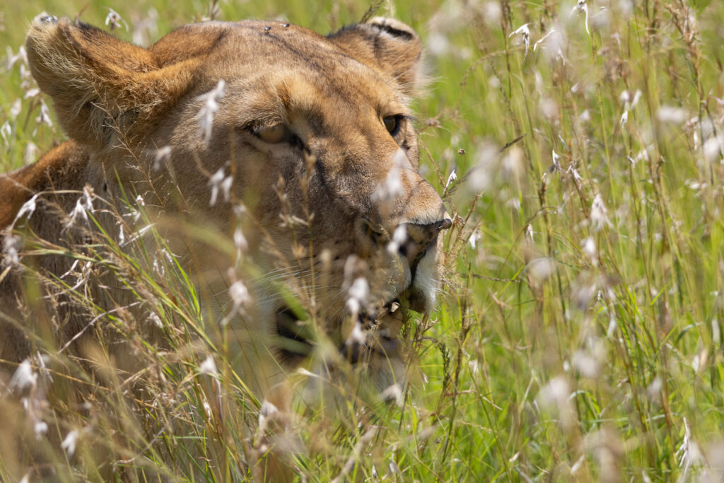 close up of a lionesses face lying down in between the grass