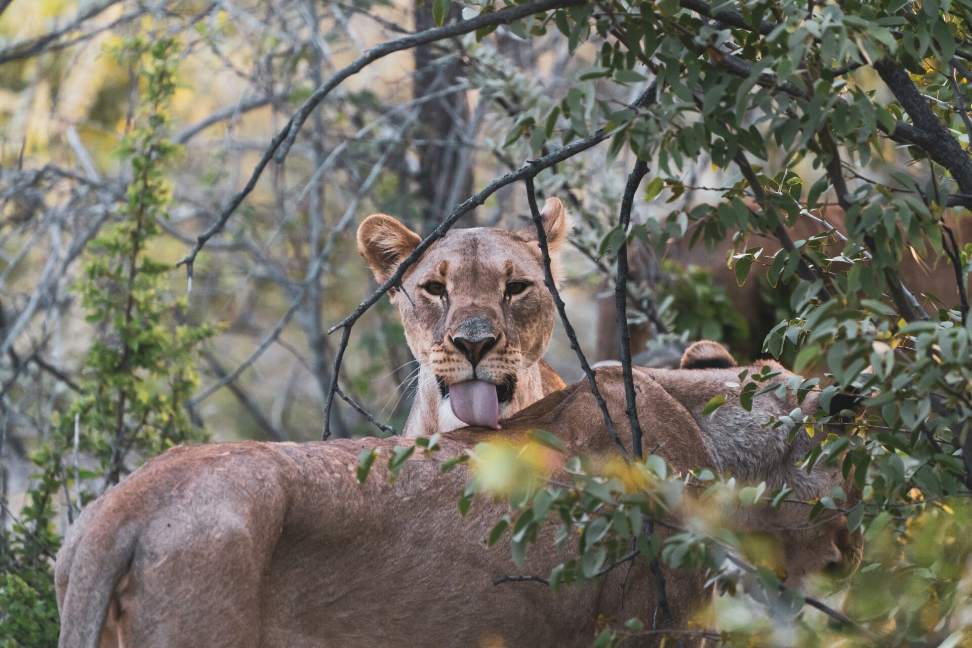 Cheeky Lion stands behind another lion looking at camera with tongue out in bushveld.