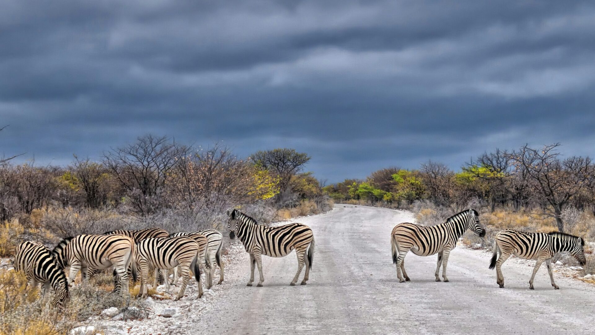 zebras standing at the side of and in a dirt road with grey clouds in the background