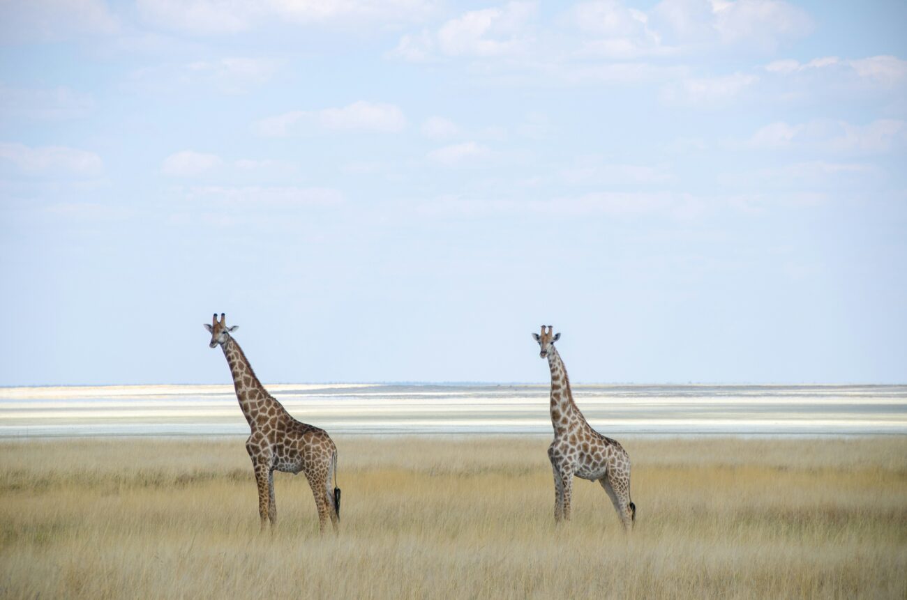 two giraffes standing in the beautiful planes of etosha