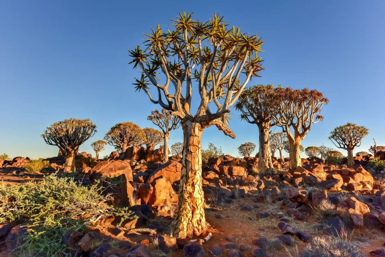 quiver trees