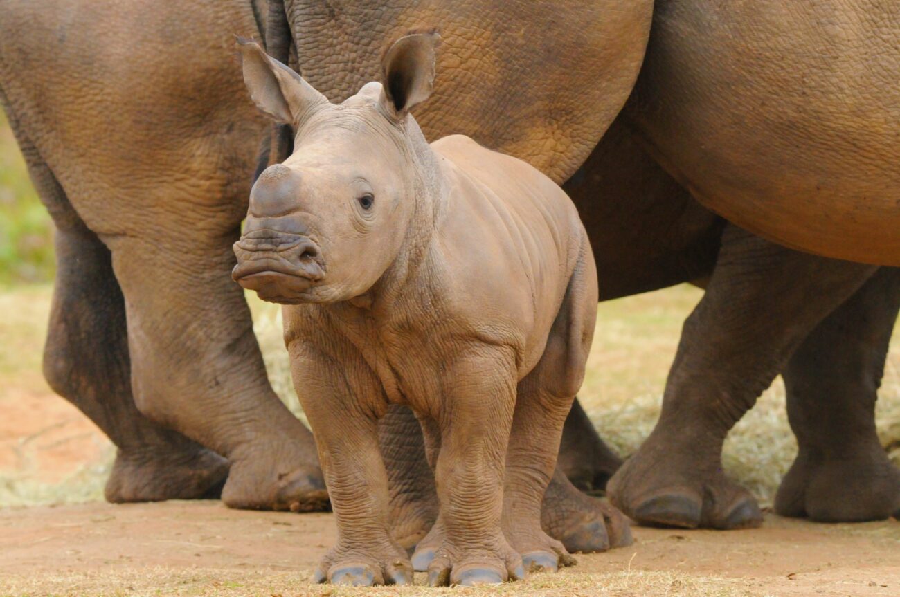close up of a cute baby rhino