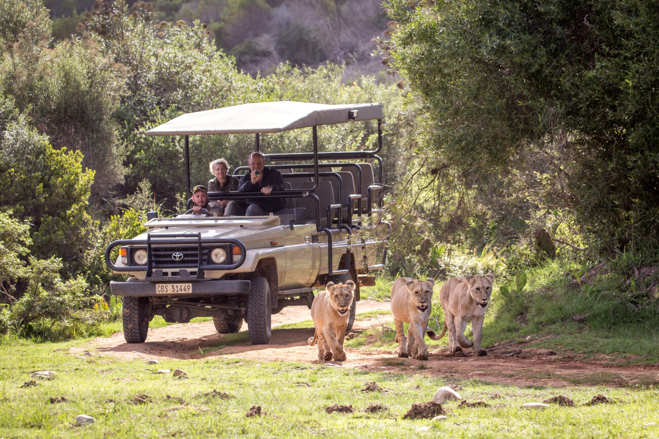 3 lion cubs walking in front of a safari vehicle