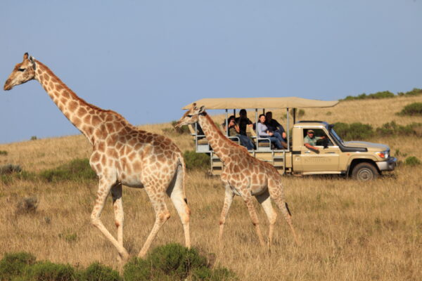 giraffes walking in front of a safari vehicle