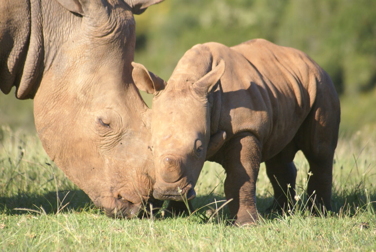 close up of a mom and baby rhino