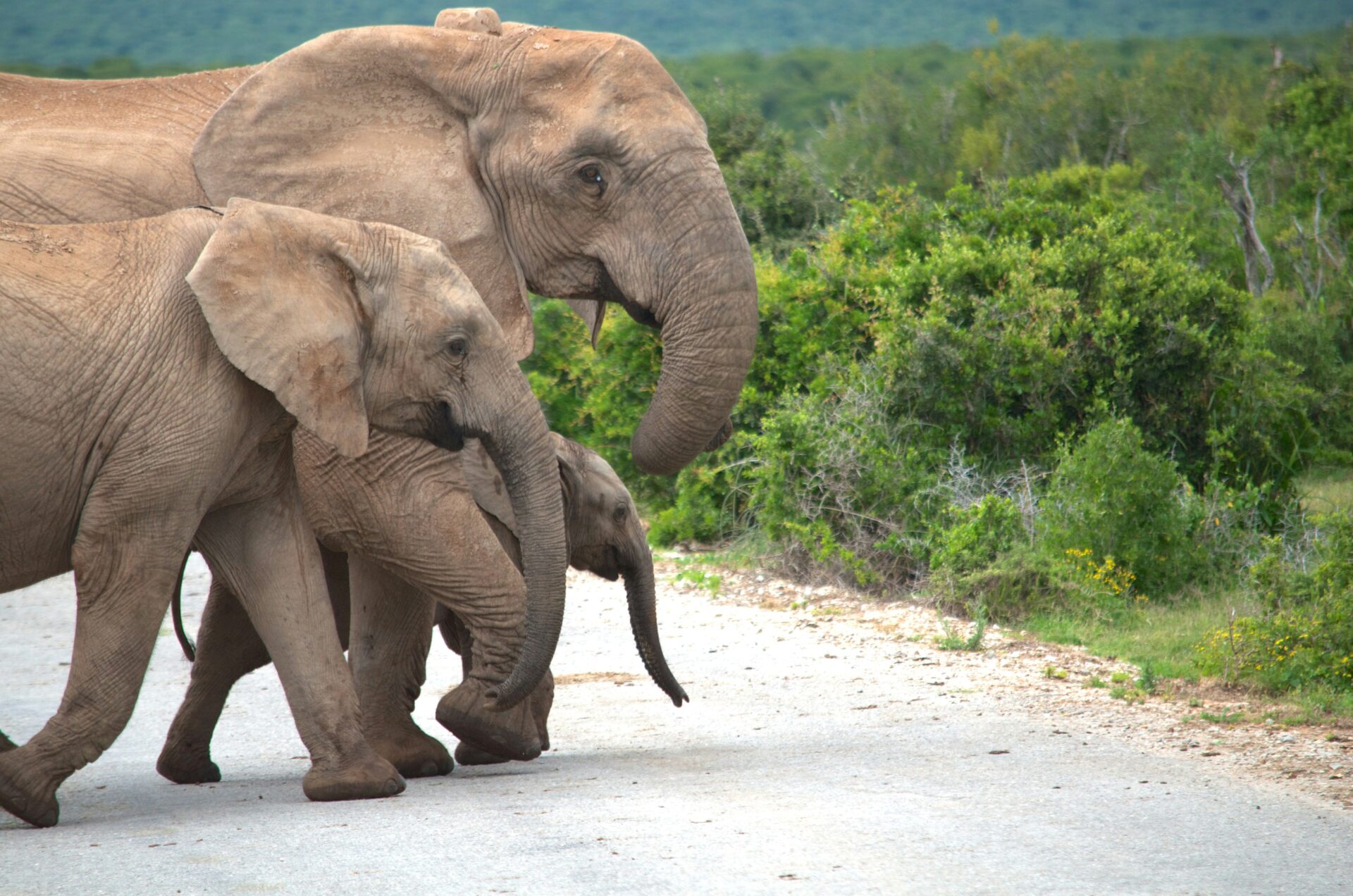 Herd of elephants cross the road with green vegetation in background.