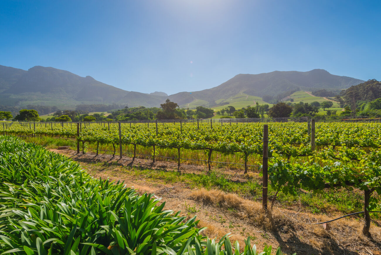 vineyard with mountains in the background