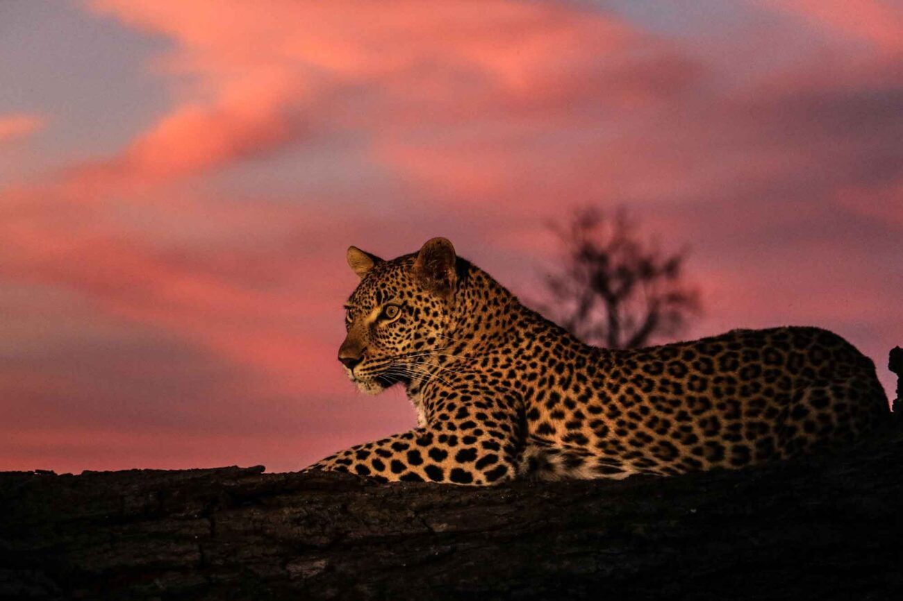 close up of a leopard at sunset