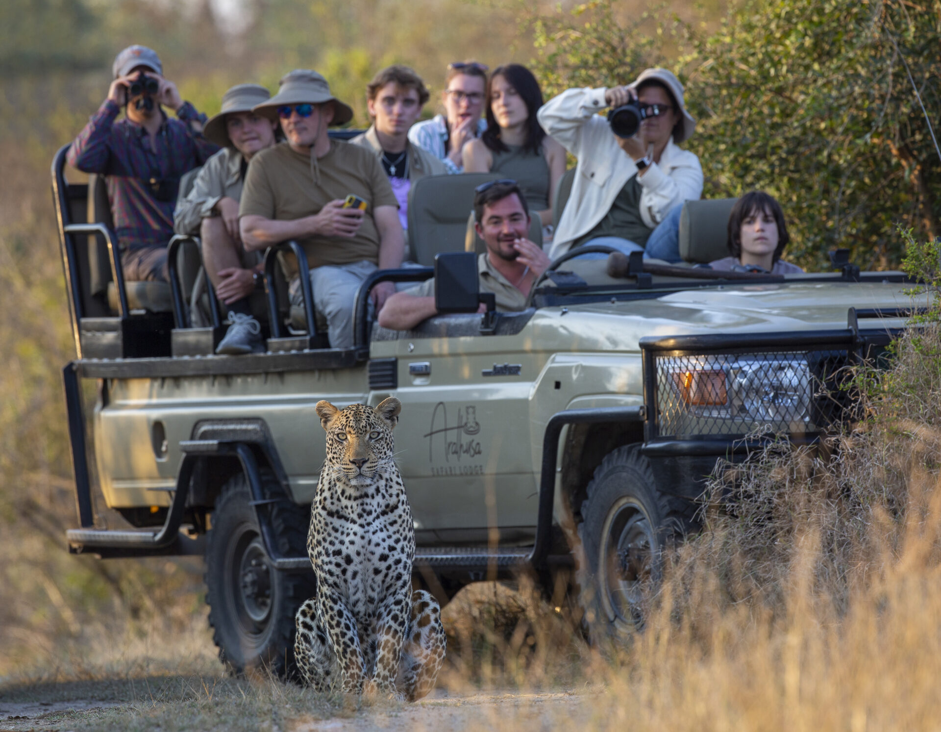 leopard sitting in front of a safari vehicle with tourists inside