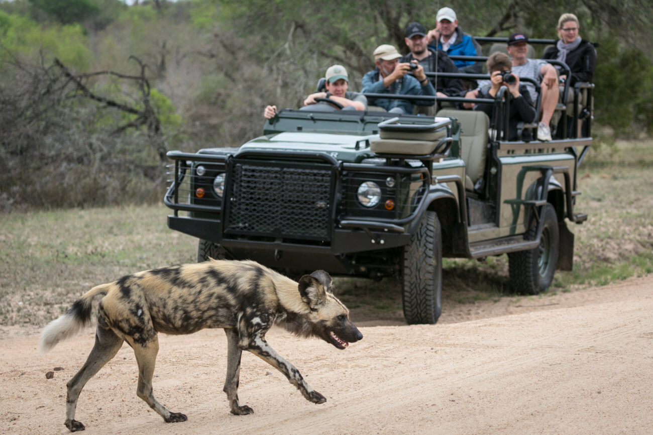 hyena in front of a safari vehicle