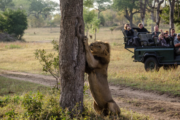 lion clawing a tree with a safari vehicle in the background