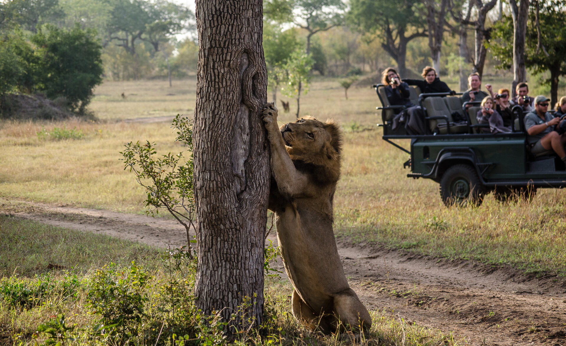 lion clawing a tree with a safari vehicle in the background