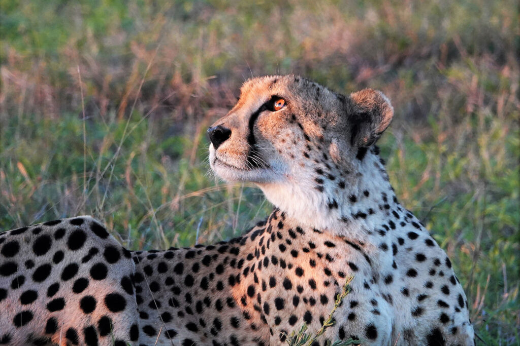 close up of cheetah lying on the grass and looking into the distance