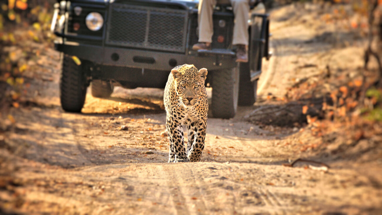 leopard walking in front of a tour vehicle