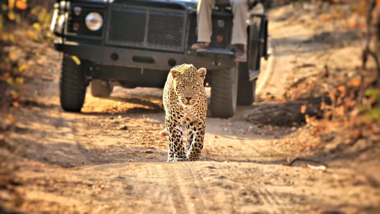 leopard walking in front of a tour vehicle