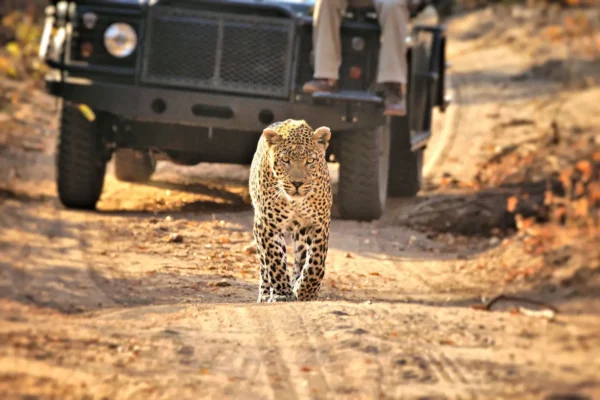 leopard walking in front of a tour vehicle