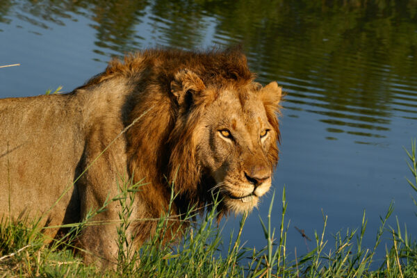 close up of a lion at the water