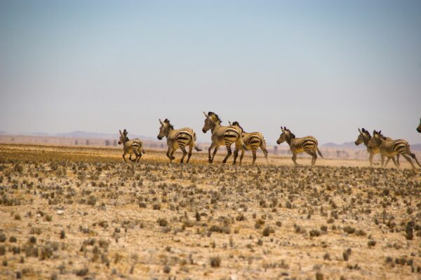 zebra running in the field in namibia
