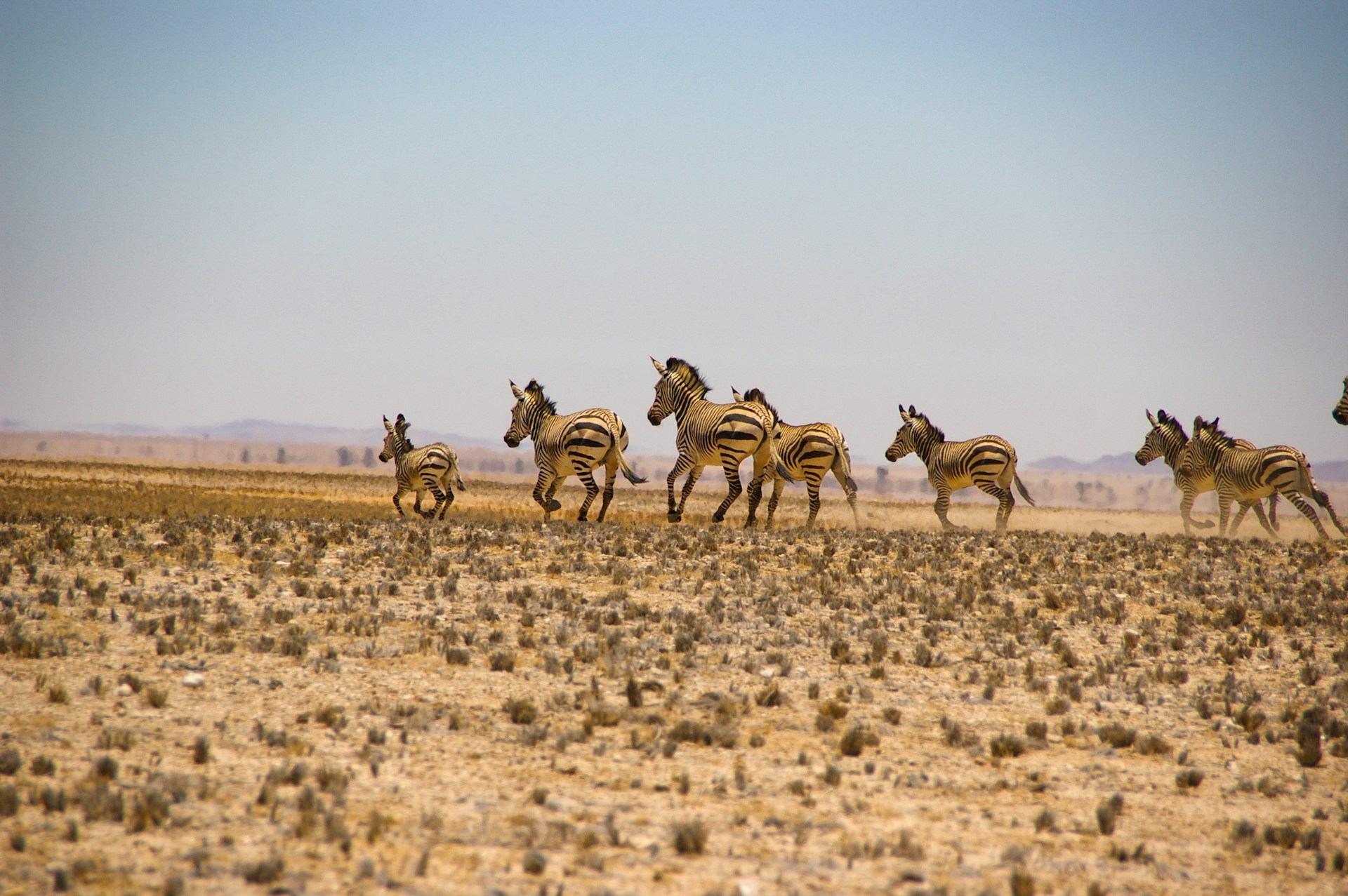 zebra running in the field in namibia