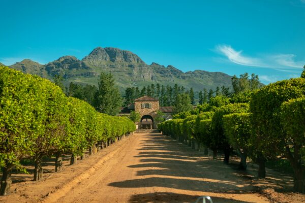 beautiful wine estate, citrus trees and mountains in background