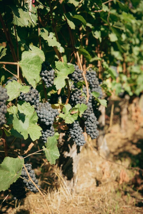 wine grapes on a vine