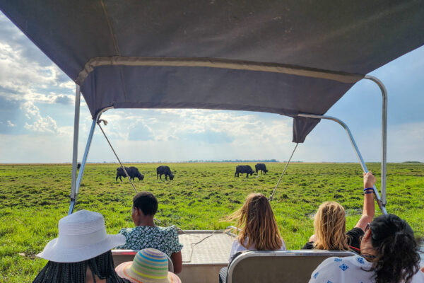 People watching buffalo graze from boat on the Chobe River