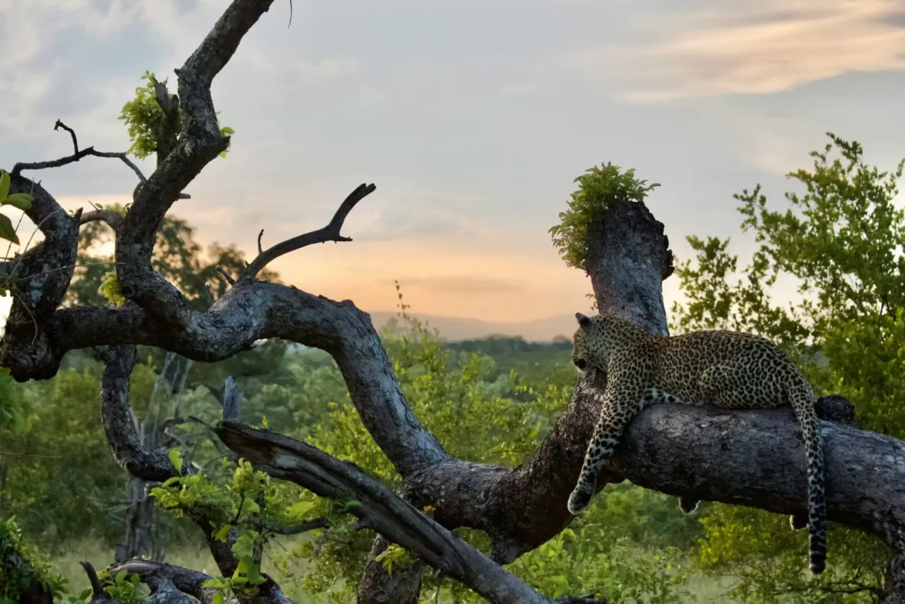 leopard lazing on a tree looking into the distance