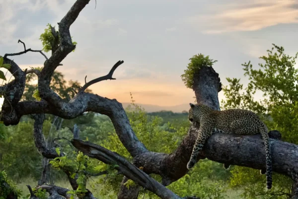 leopard lazing on a tree looking into the distance