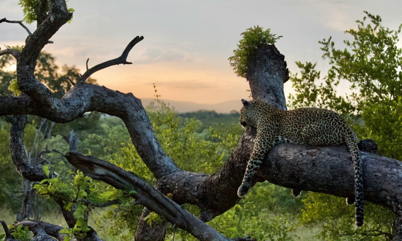 leopard lazing on a tree looking into the distance