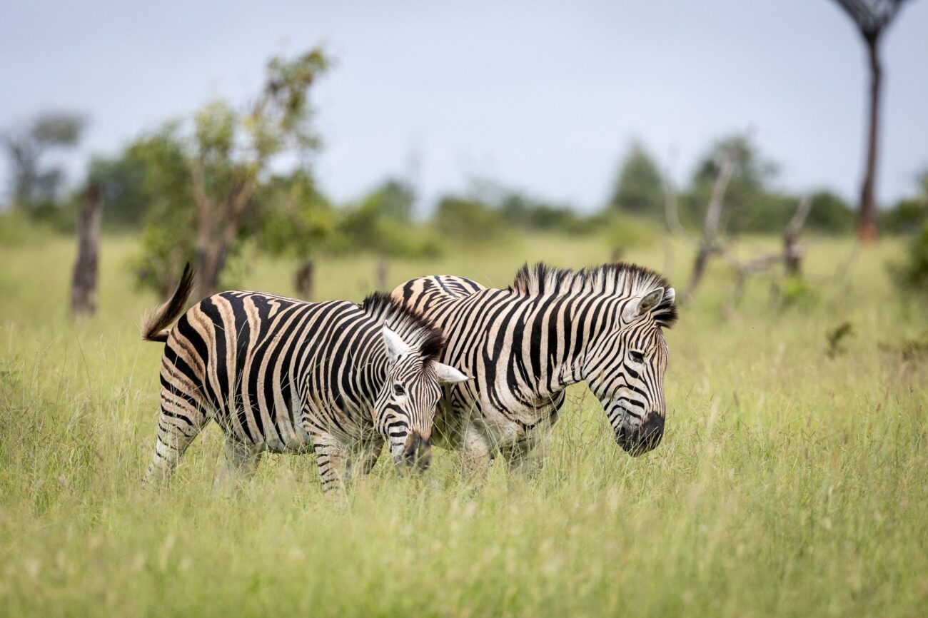 close up of zebras grazing in the field