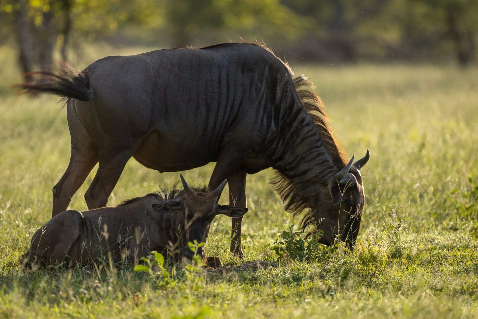 close up of a wildebeest grazing