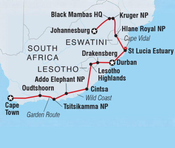 Two Nguni cows walk on green grass hill with orange flowers in foreground.