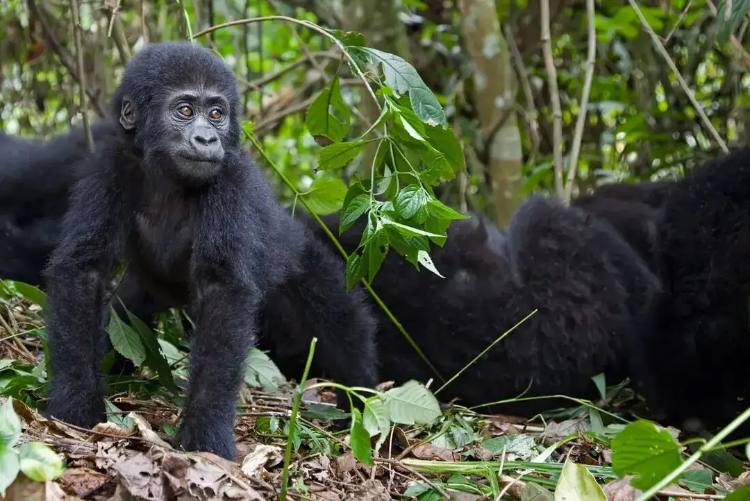 Young gorilla in leafy forest stares into distance.