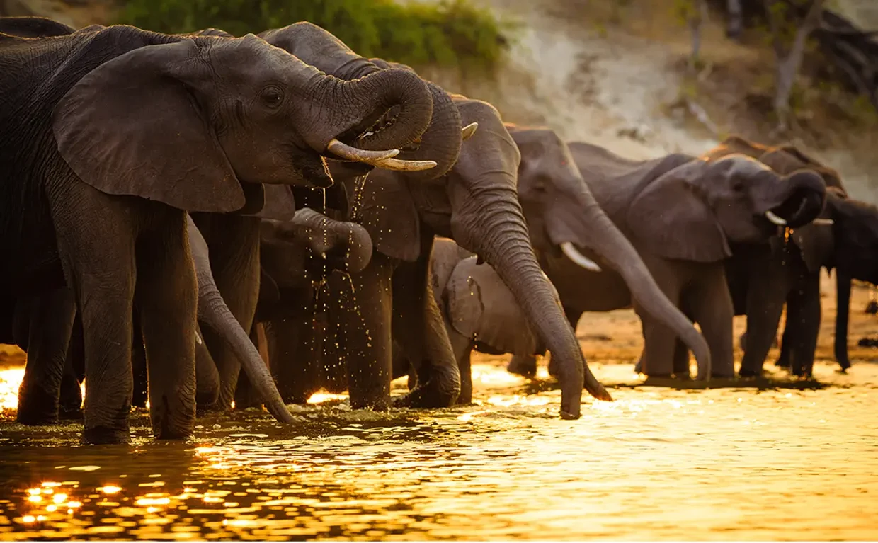 Herd of elephants drinking water from Chobe river at sunset