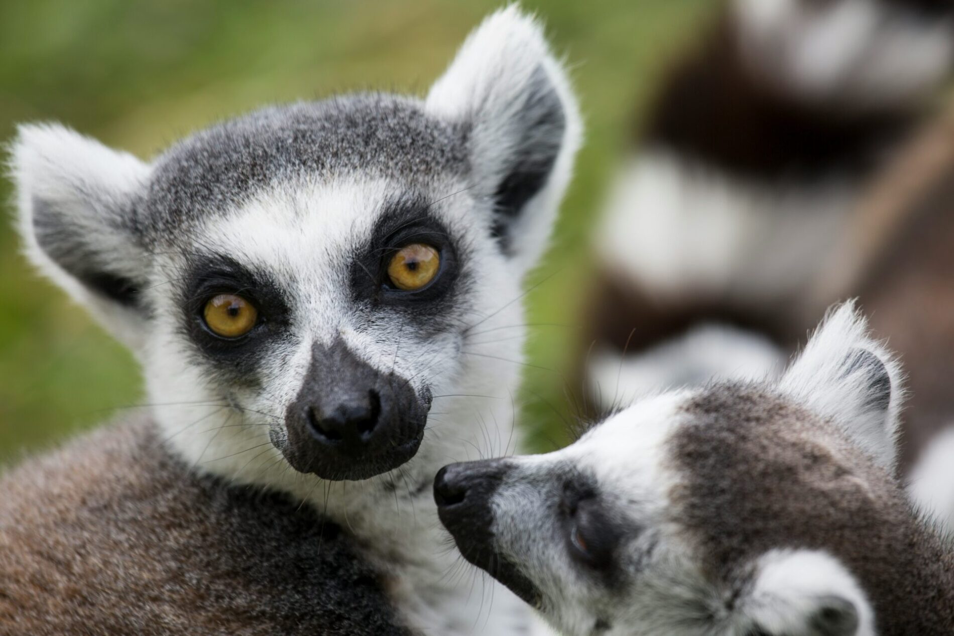 close up of lemur with a baby